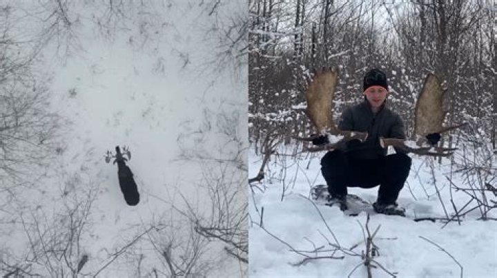 
WATCH: Video of moose shedding antlers captured by drone leaves netizens bewildered 